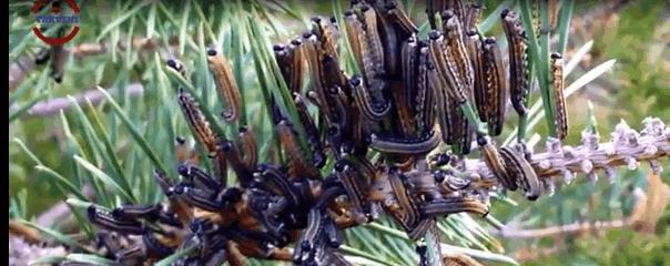 蚂蚁偷袭蜂巢,蚂蚁搭建活桥入侵蜂巢