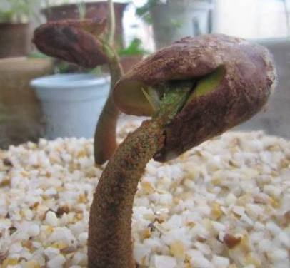 榴莲核盆栽能长果实吗,榴莲果核可以种在水里吗