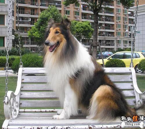 世界公认狗排名,世界名狗排名