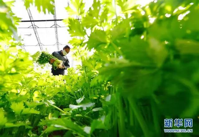 10元7斤爱心菜,10元10斤菜