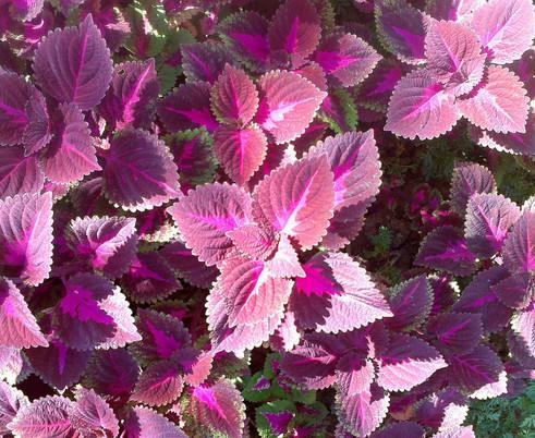 护肤品是日本的好用还是法国的,护肤品是本土版还是国际版好