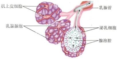 产后第六天涨奶痛有硬块挤不出来,产后涨奶怎么办教你几个缓解方法