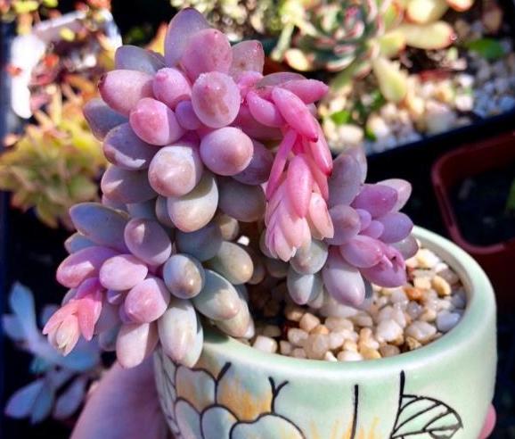 多肉根部化水怎么办,多肉杆子化水怎么回事