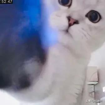 给猫咪装的摄像头是什么样子的,猫咪摄像头有哪些