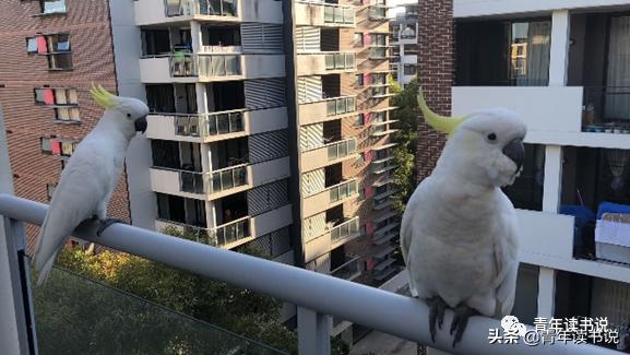 澳洲留学的经历和感受,澳洲超全的留学指南