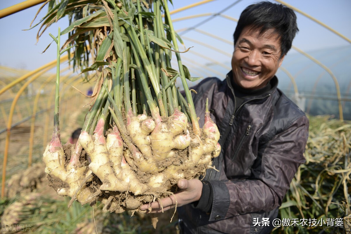 红薯高产种植技术及管理方法,芋头高产种植技巧与管理方法