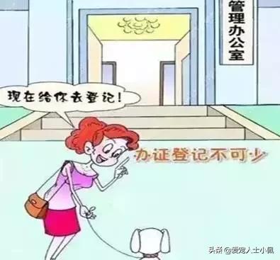 狗狗缺钙的表现怎么治疗,怎么看狗狗缺钙不缺钙