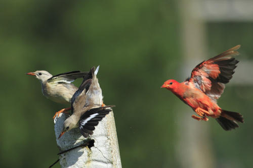家养的鸟放生还能继续活下去吗,笼养鹦鹉放生能存活吗