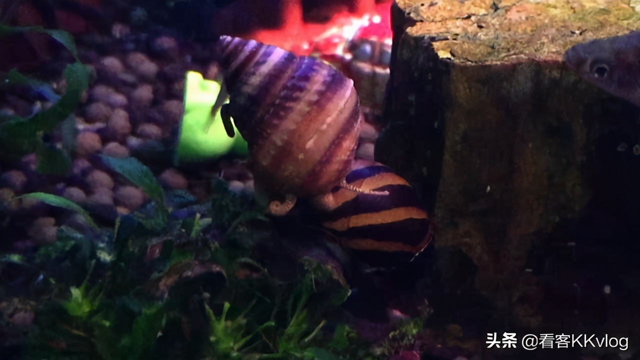 观赏螺除藻排行榜,鱼缸哪种螺除藻最好