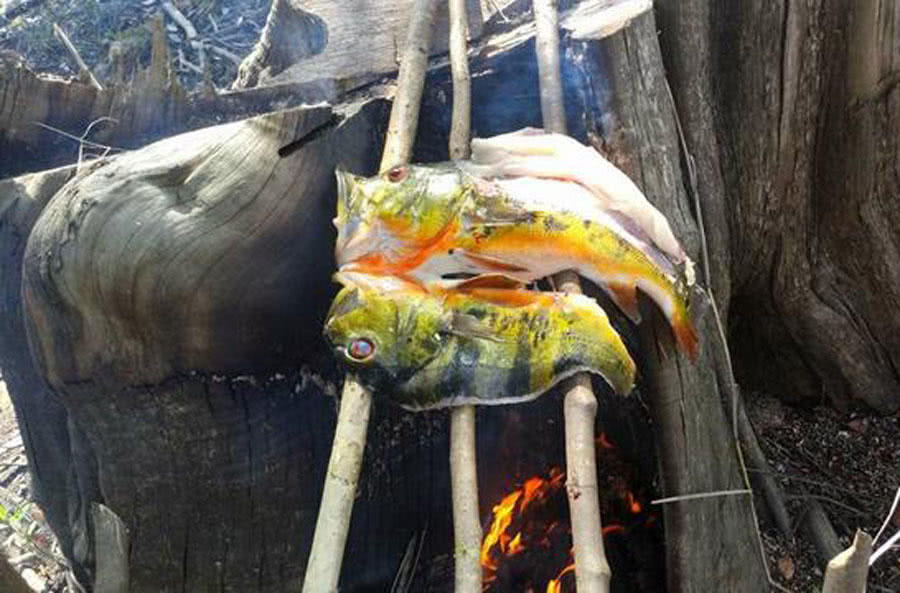 孔雀鱼凶猛,美丽凶猛观赏鱼