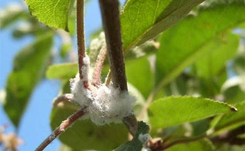 棉蚜虫怎么消灭最简单方法,苹果树的棉蚜虫用啥药