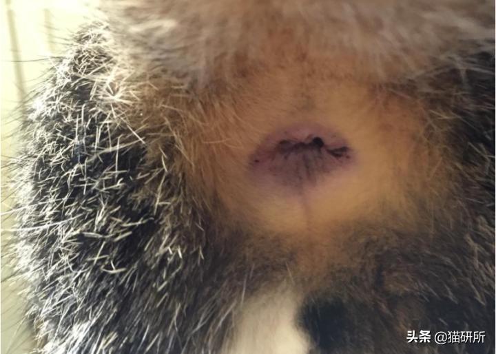 猫咪老是把屎踩的到处都是,猫咪踩屎在脚上