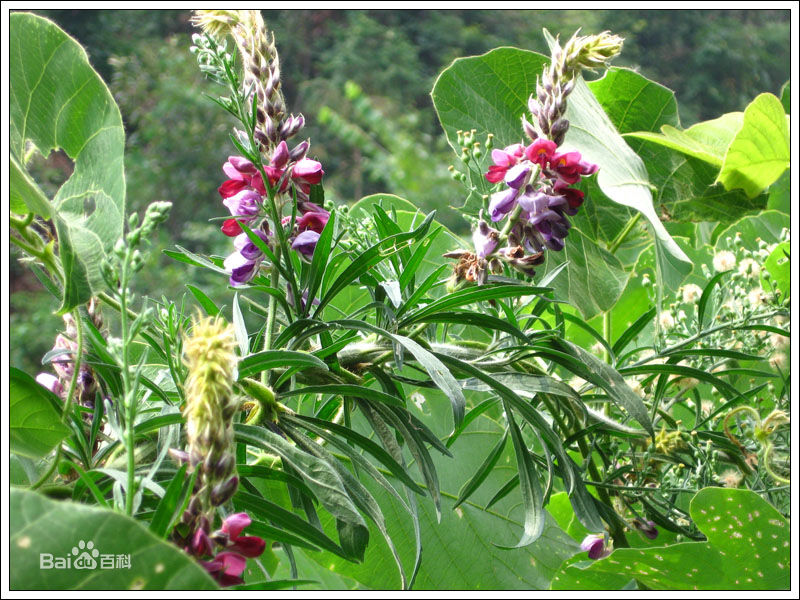 金圣叹版水浒传在线阅读,金圣叹评说水浒传在线阅读