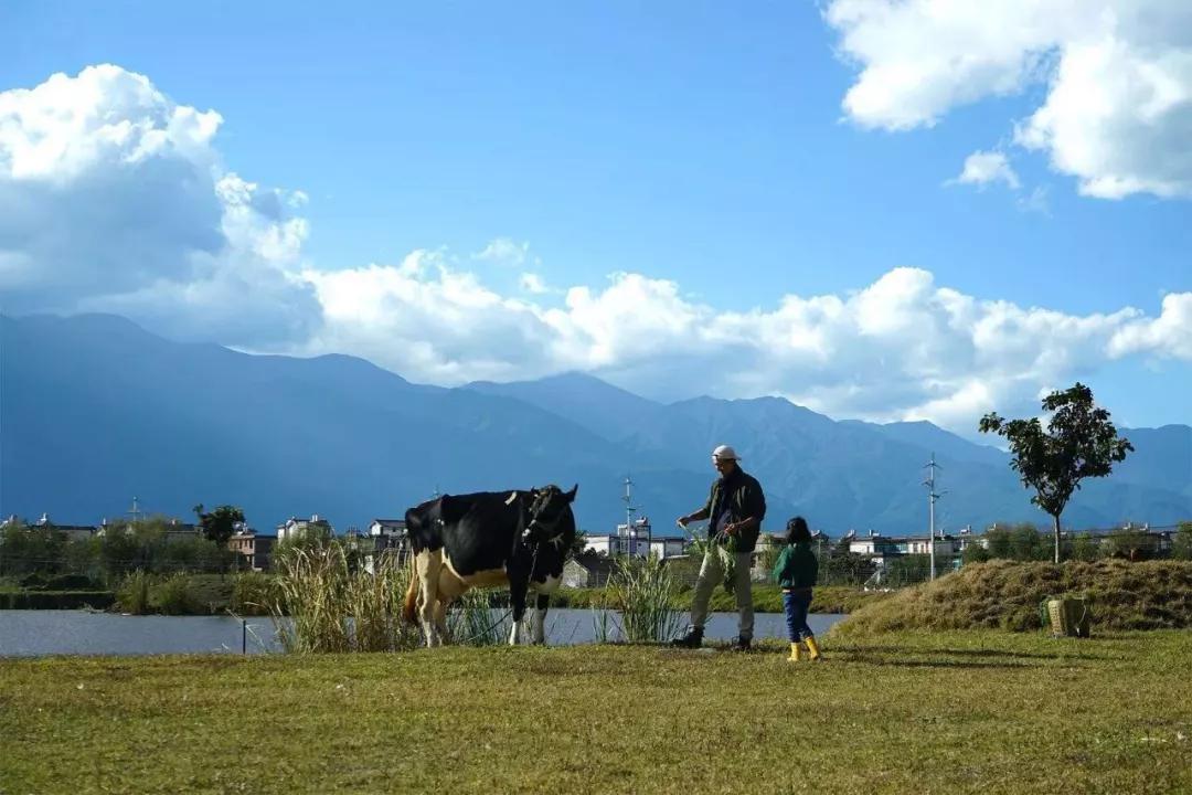 他在大理租下23个足球场大的地方，种菜、养牛、建农场日子过成诗