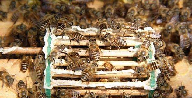 彻底消灭蜂农养的蜜蜂最简单方法,蜜蜂常见病害及防治方法