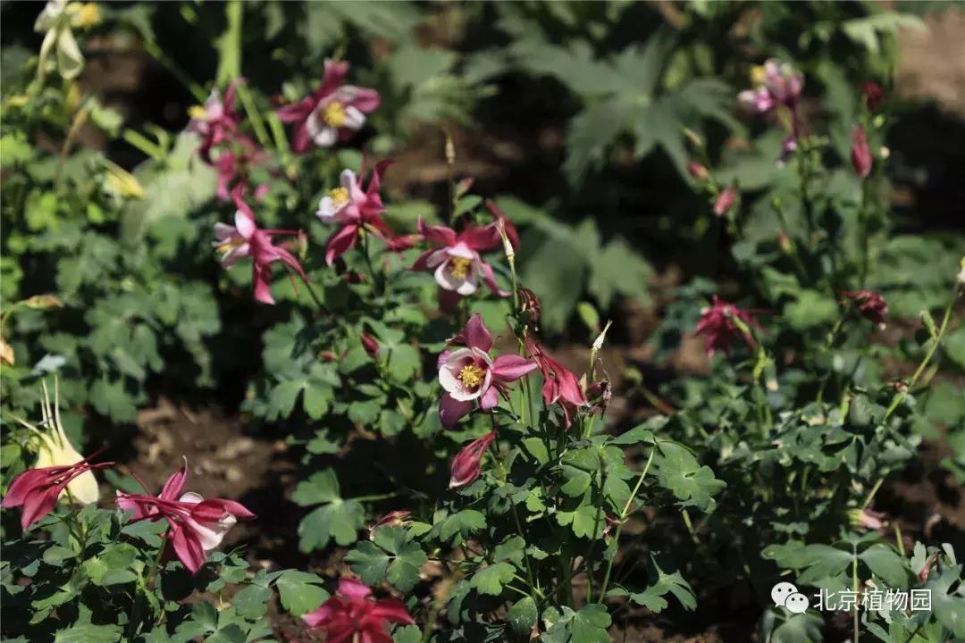 中国科学院植物研究所北京植物园,北京植物园有牡丹花还有什么花