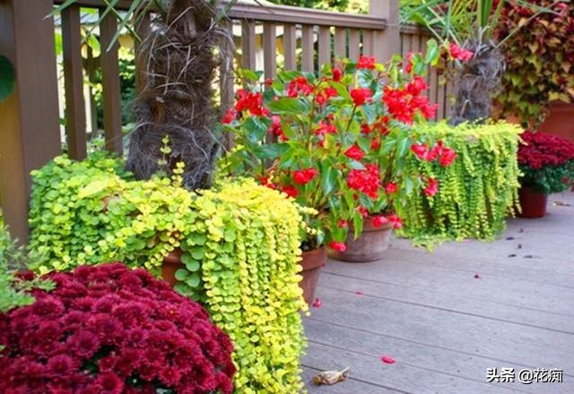 地被植物就选过路黄，轻松长成“地毯”，耐寒耐热又好看！