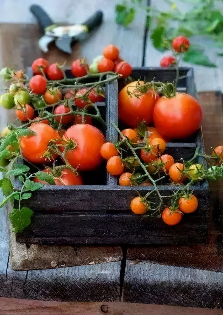 番茄种植过程如何避免死苗,番茄种植技术及解决方法