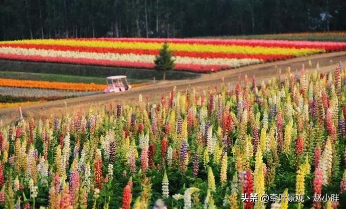 踏春寻美景,踏春赏花梯田漫步