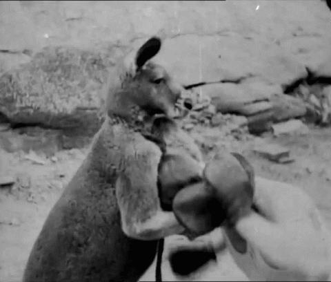 陈鹤皋疯狗拳自由搏击,陈鹤皋疯狗拳宗师