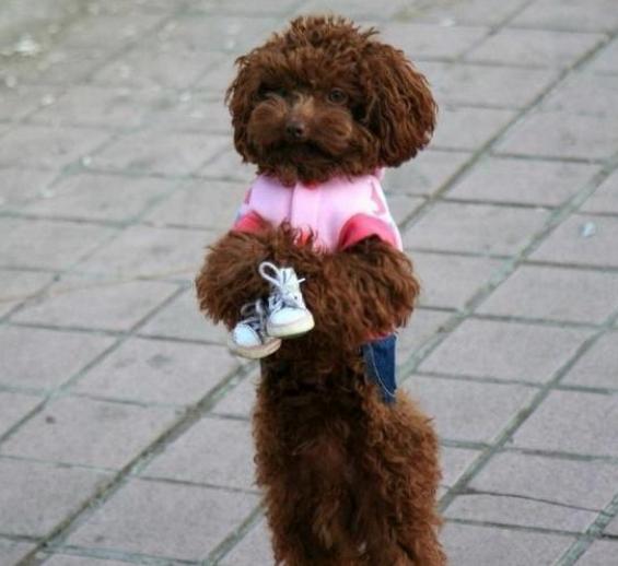 教狗狗直立走路最简单方法,训练狗狗直立行走