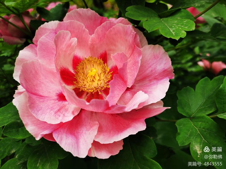 高新枫林华府住房,高新枫林华府小区评测