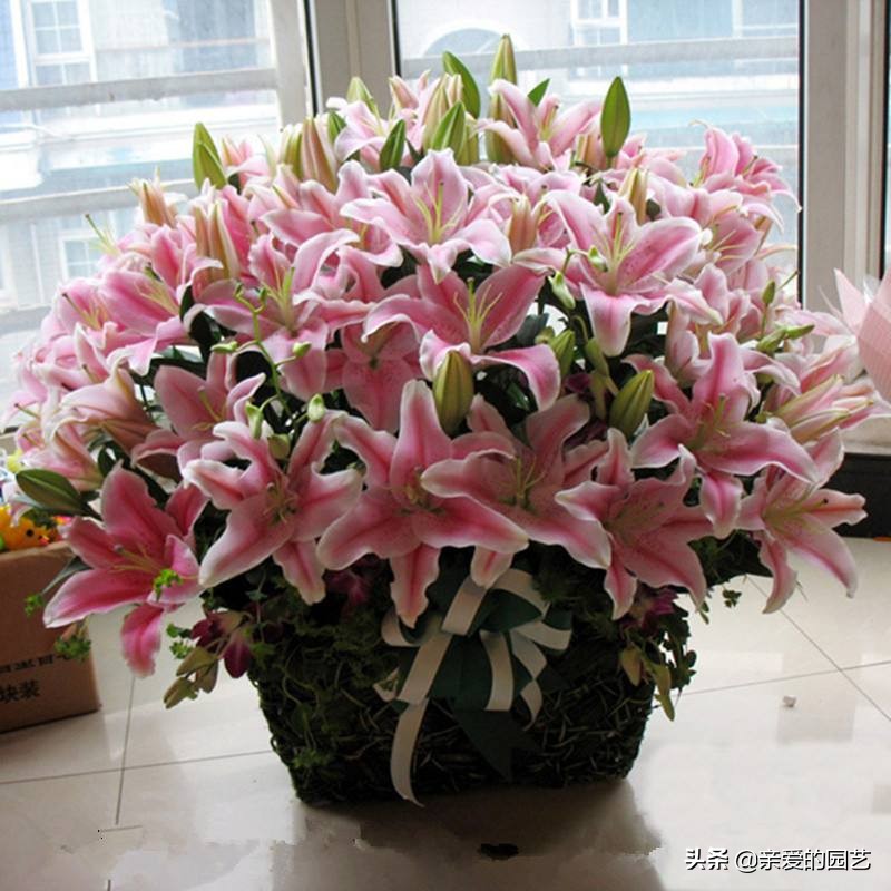 百合这样养很快就能花香四溢,百合花这样养花朵大香味迷人