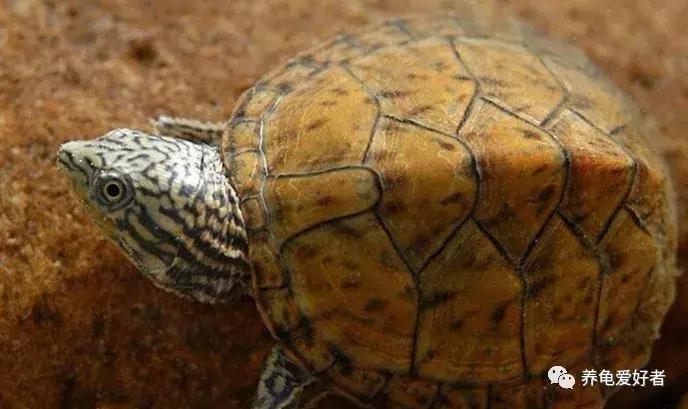 如果你不懂龟，看完之后会想要一只吗？