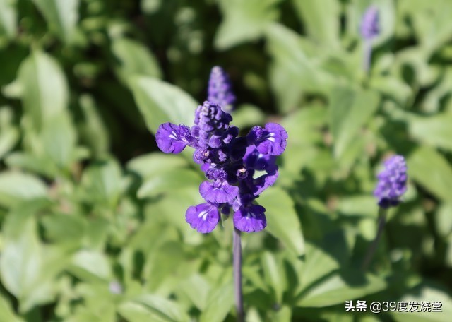 佳能m6markii代微单相机,佳能微单eosm6mark两代评测视频