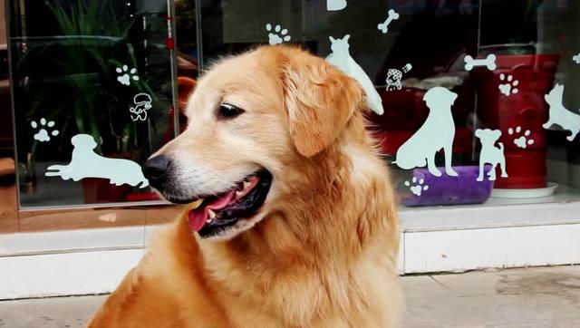 新手养狗的2大注意事项,新手养狗技巧和注意事项