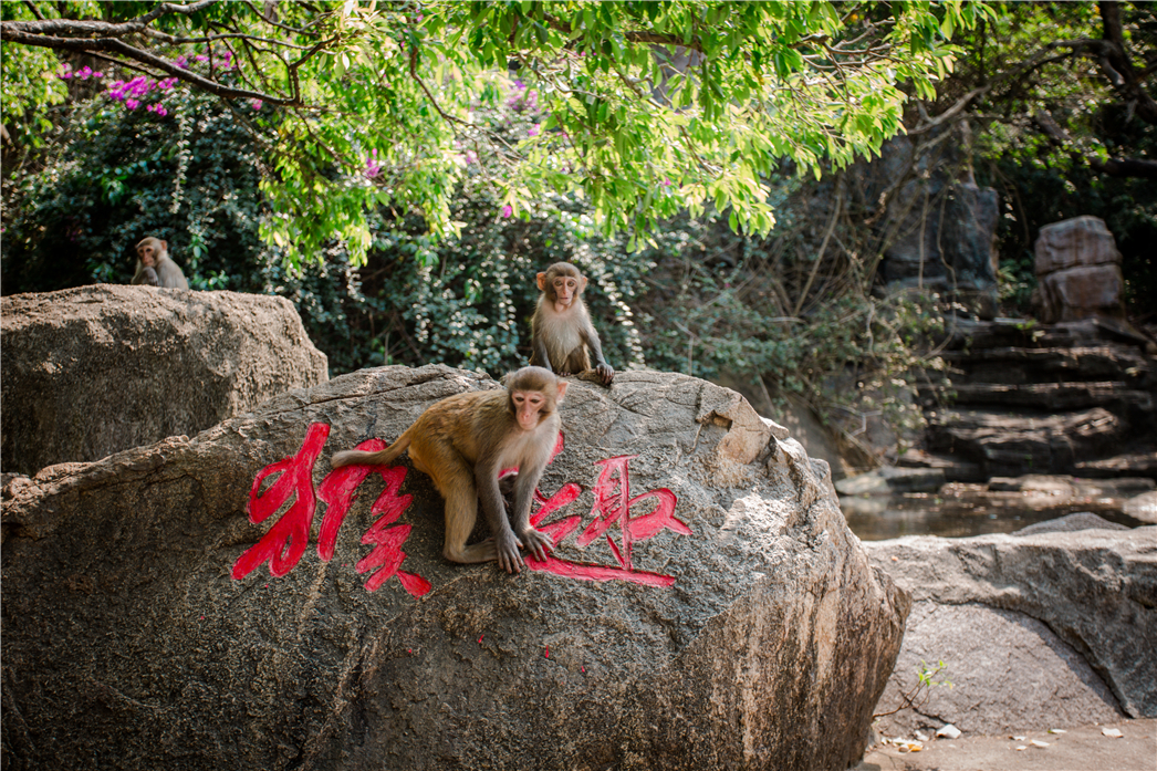 海南必玩猴岛与呆呆丨看萌呆猕猴，呆呆岛发呆