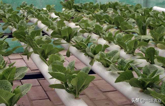 无土栽培蔬菜种植方法和技术,2022年南宁无土栽培蔬菜技术视频