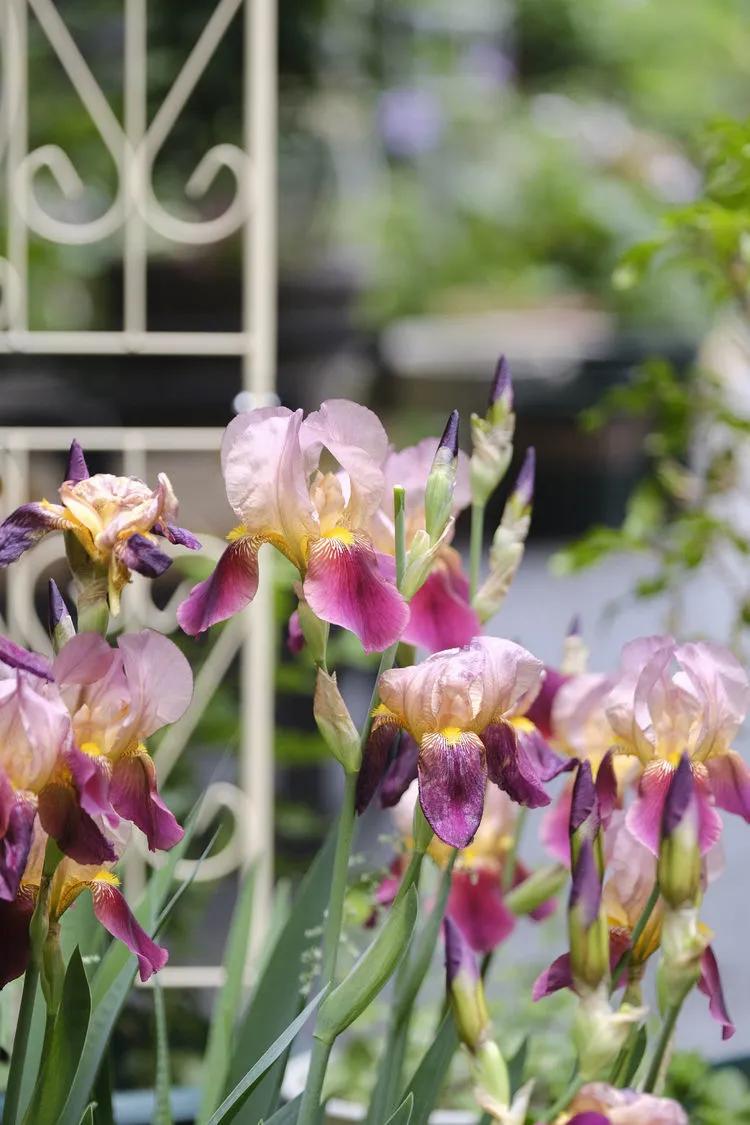 三年前买了套绿地110平三房130万,三年前耗资百万打造小院出售