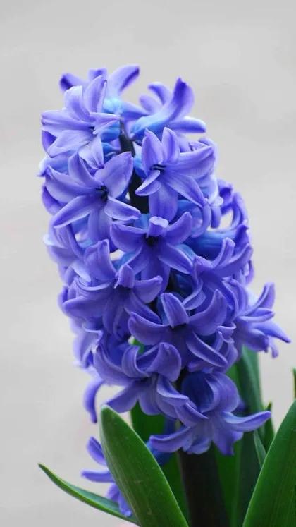 风信子花养护管理,风信子养护温度