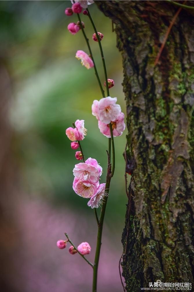 南京梅花山梅花开了吗,来南京梅花山赏梅花