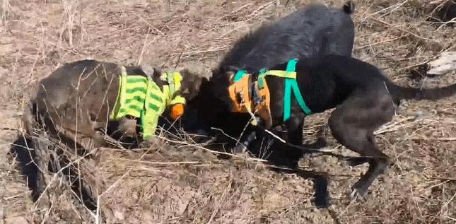 800万头野猪泛滥成灾,20000头野猪成灾