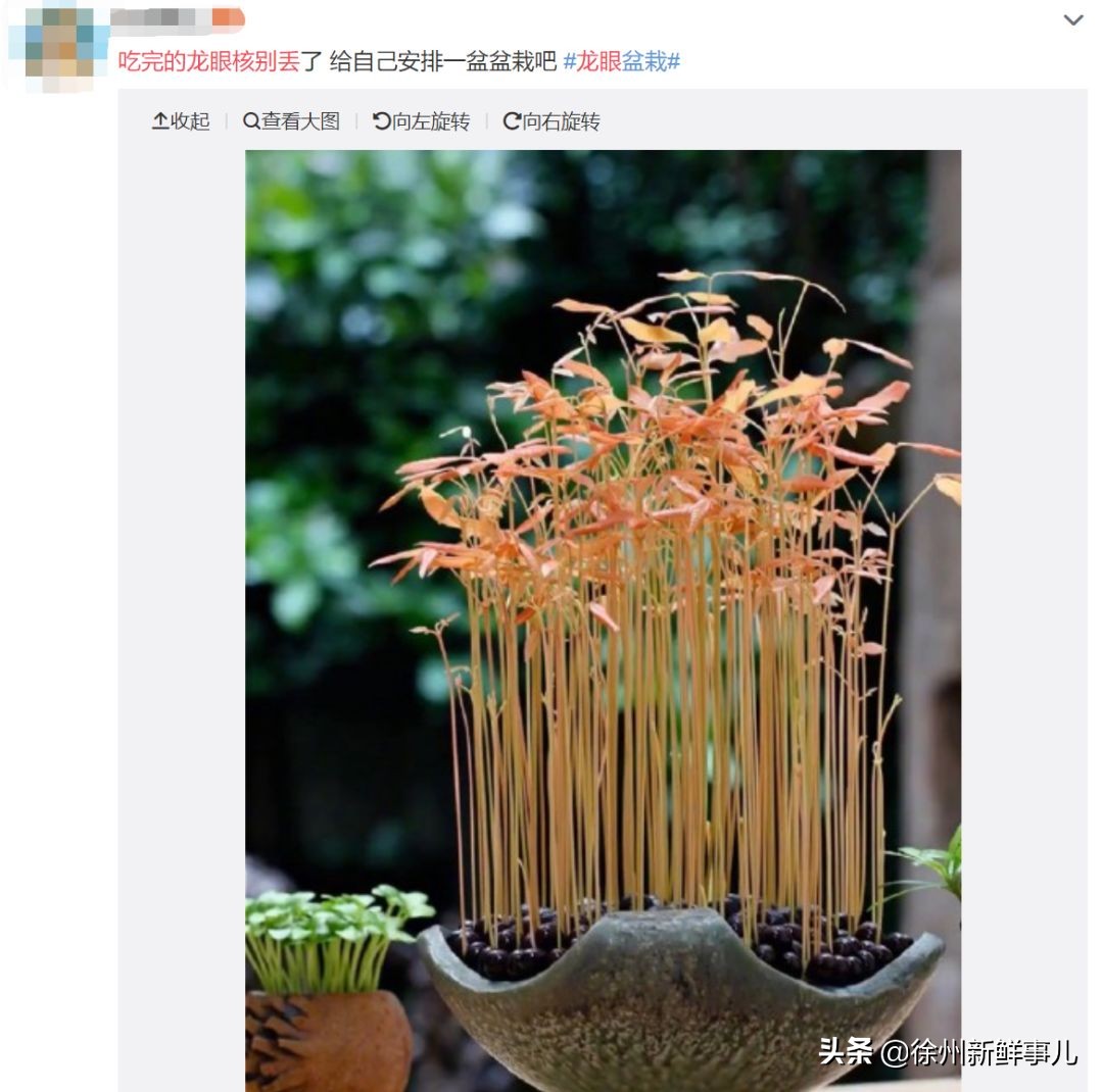 七种水果核别扔,吃完的果核别扔了它们都是宝贝