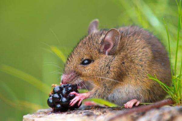 请灭鼠专家把1万只老鼠通通灭掉,农村老鼠怎么治10种防治方法