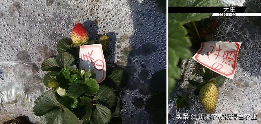 冲动®果美，具有免疫功能的增糖上色肥，专为果实着色而来！