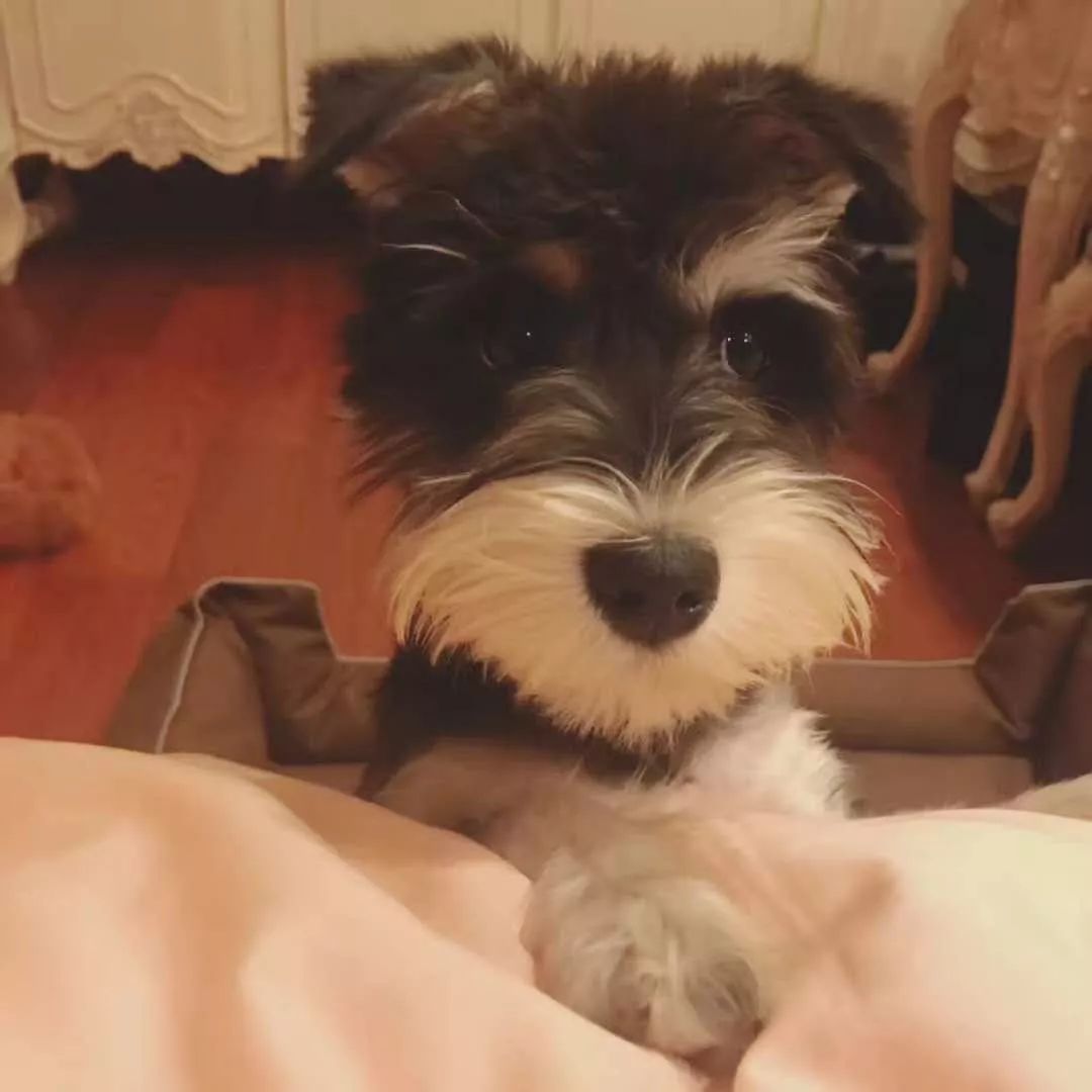 爸妈养宠物之后，就没你什么事了