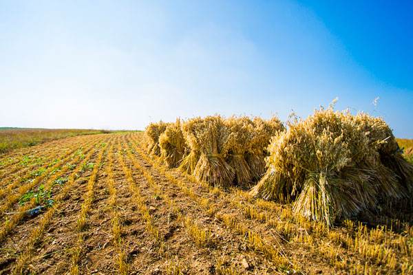 昆明筇竹寺故事 (昆明筇竹寺传说故事)
