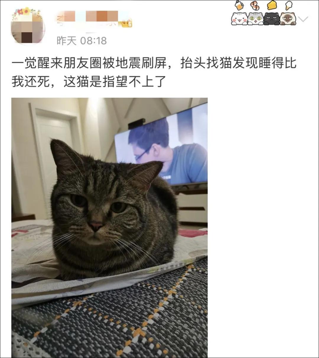猫地震的时候没有反应,地震了猫会有反应吗