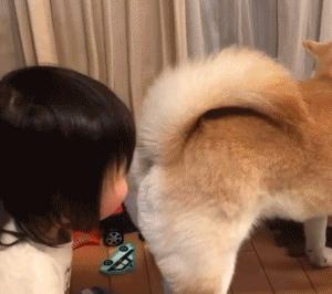 小女孩偷闻柴犬的屁股，她闻完开心大笑，妈妈无语：不臭吗
