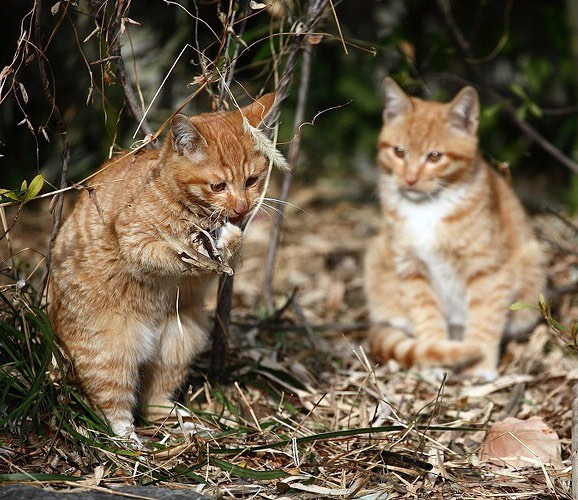 猫咪发情时我们应该怎么办？大掌柜带你了解猫咪的发情期！