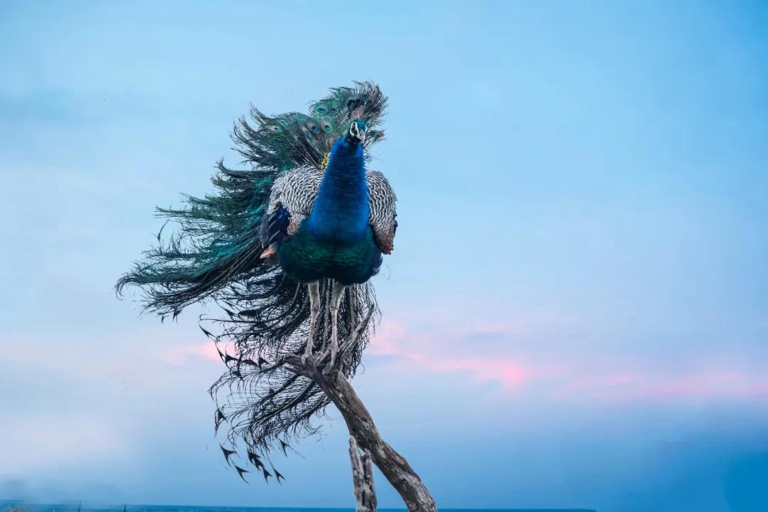 香港第14届全国摄影艺术展,第29届全国摄影艺术展览获奖名单