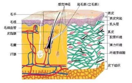 韩菲诗保湿霜使用方法,韩菲诗面霜