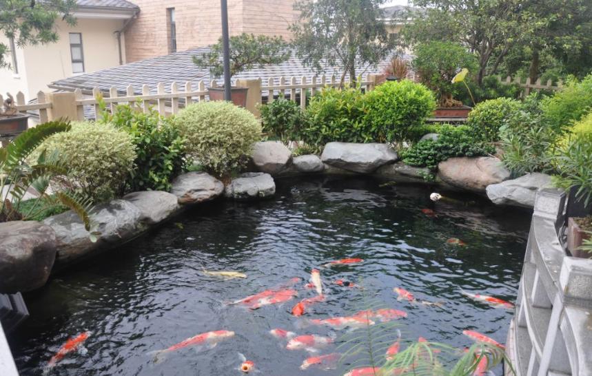 养鱼的技巧庭院小鱼池,庭院鱼池鱼缸组合