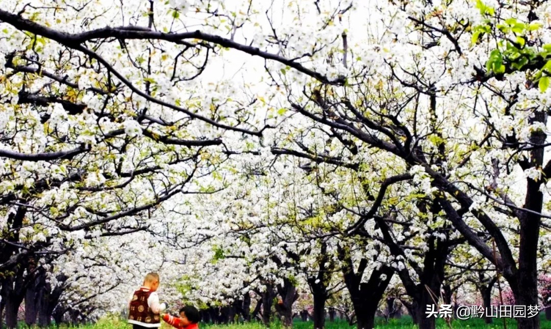 库尔勒的香梨别的地方很好吃,库尔勒珍珠香梨