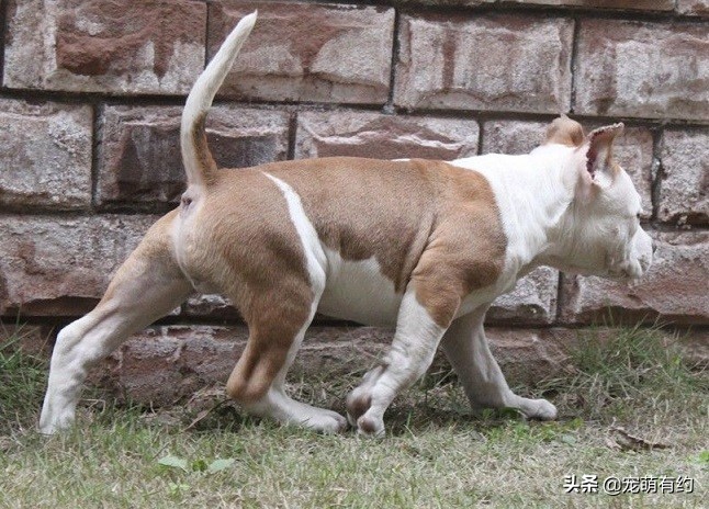 斯塔福犬和比特犬哪个厉害,斯塔福犬凶残排行