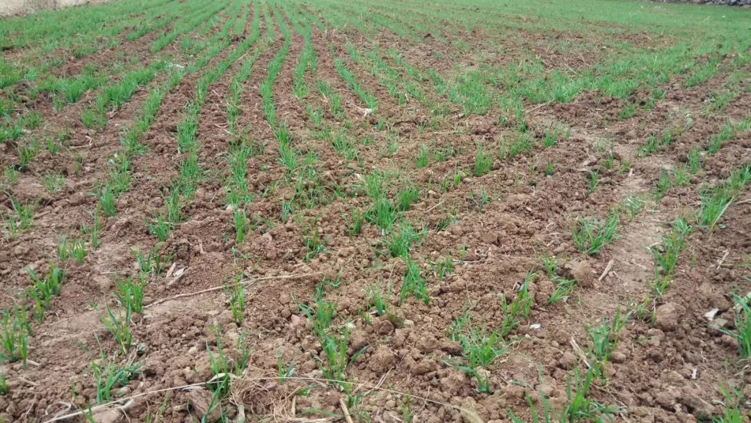 小麦已发生赤霉病怎么办,现在田间小麦已经出现赤霉病现象